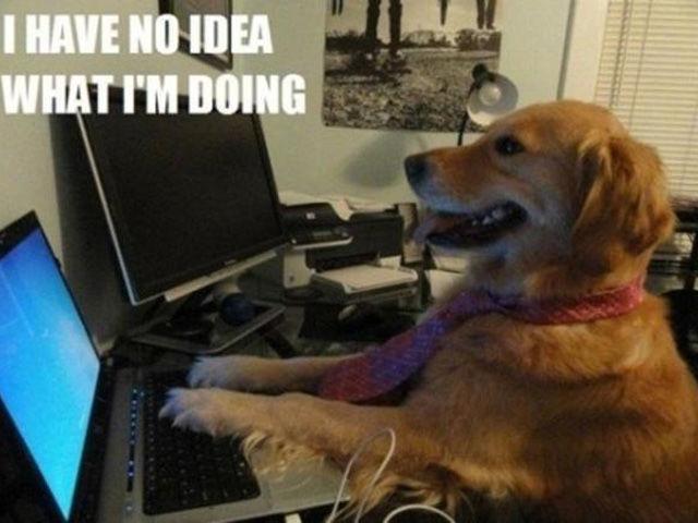 noideadog.thumb.jpg.19496827bf91a3bde2e7ae38c2162673.jpg